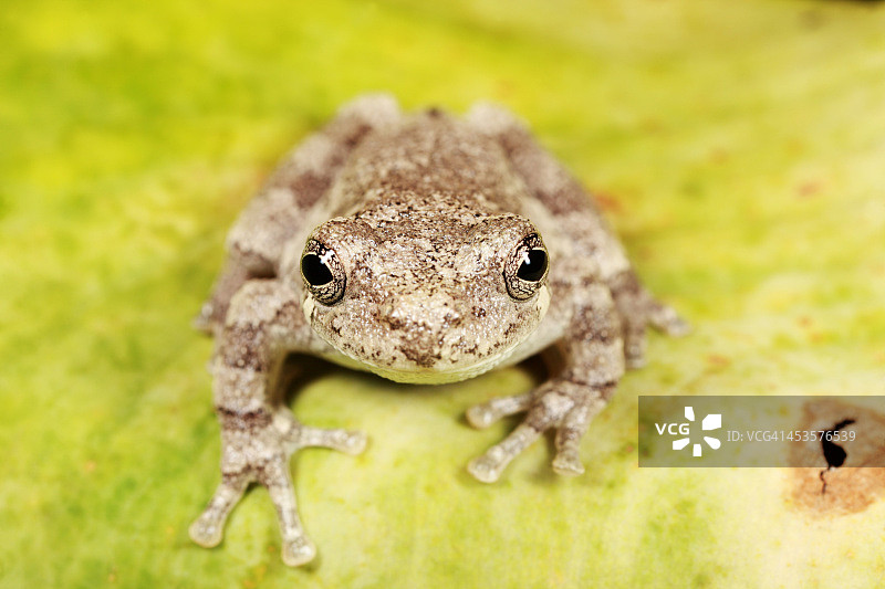 灰色树蛙图片素材