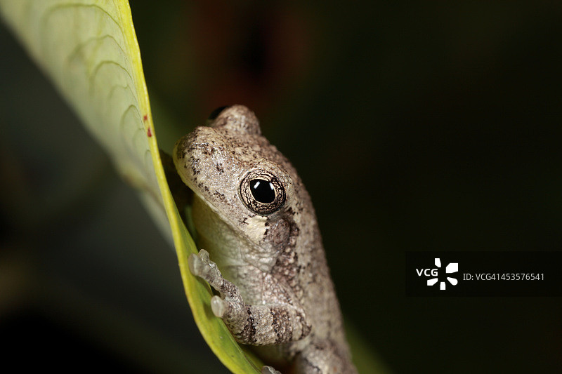 灰色树蛙图片素材