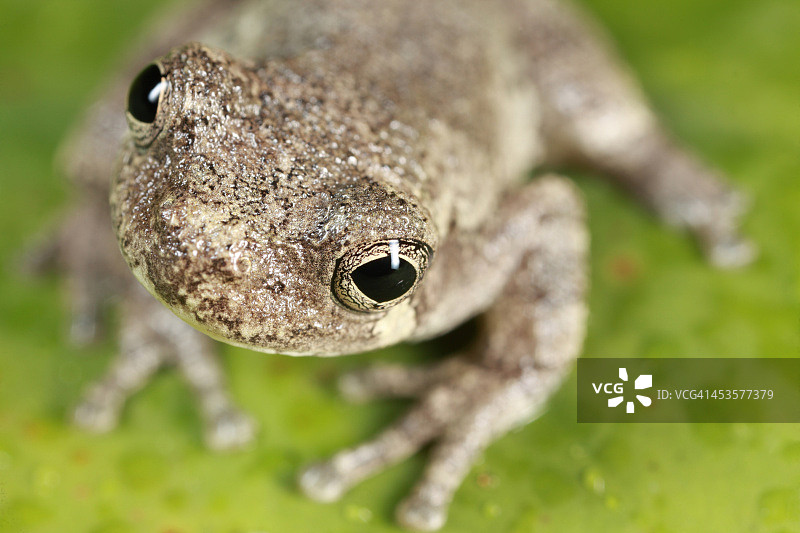 灰色树蛙图片素材