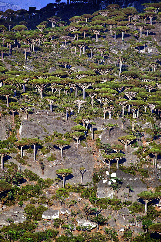 龙之森林图片素材