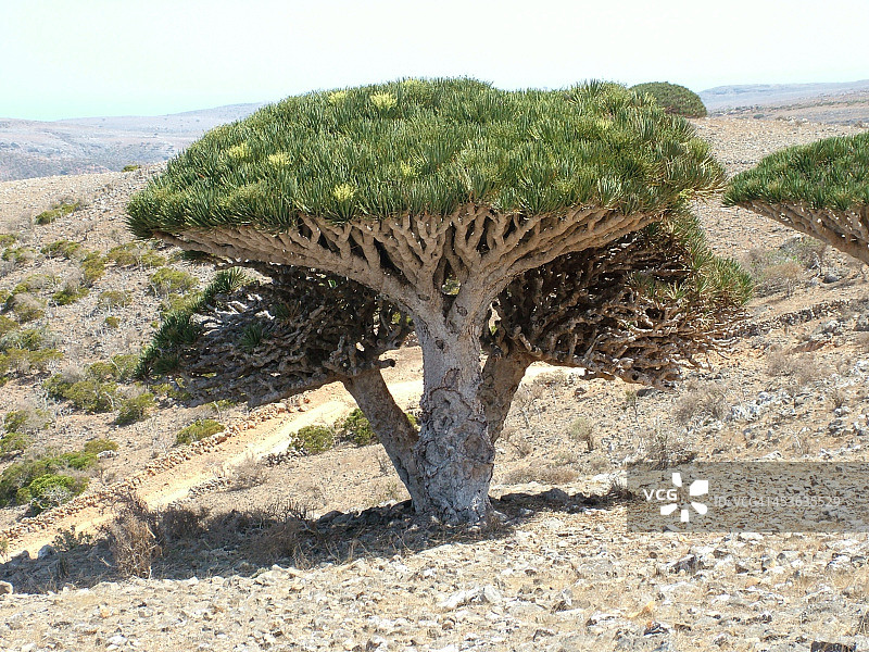 新旧/生死……图片素材