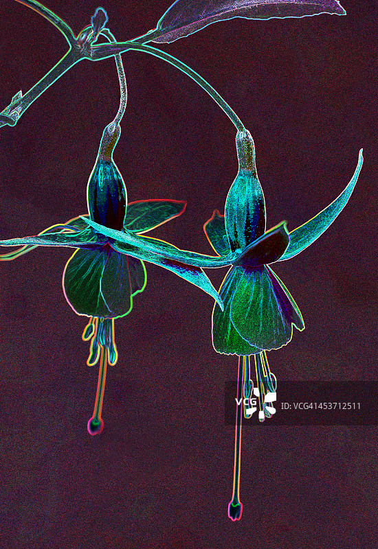 紫红色幻想图片素材