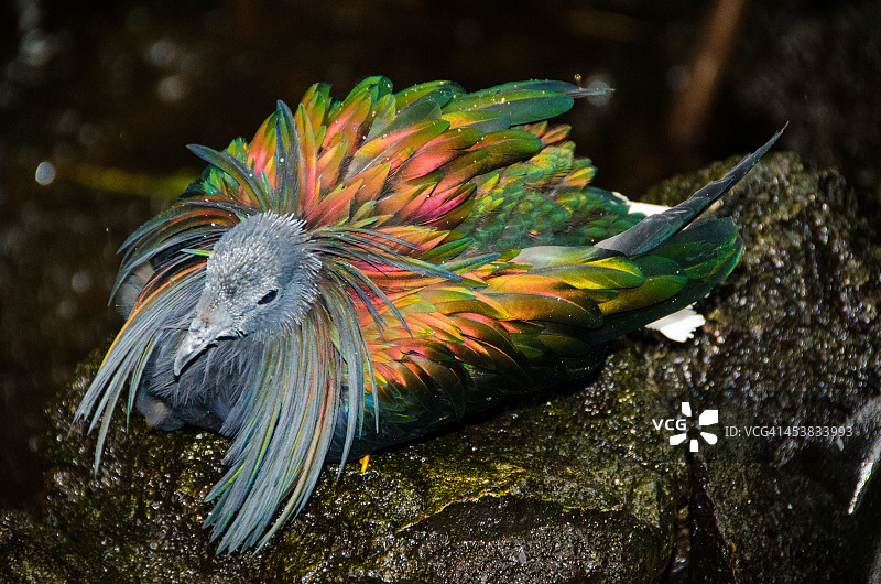 尼科巴鸠图片素材