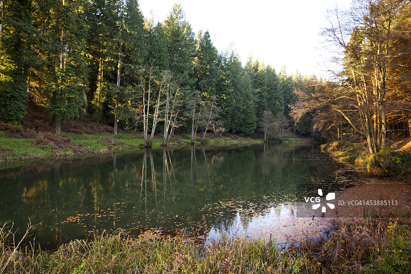 英国迪恩森林索德利池塘秋景图片素材