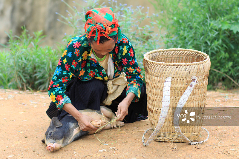 东文中出售黑猪的芒族妇女图片素材