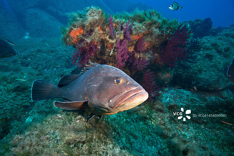 紫色海扇中的暗色石斑鱼图片素材