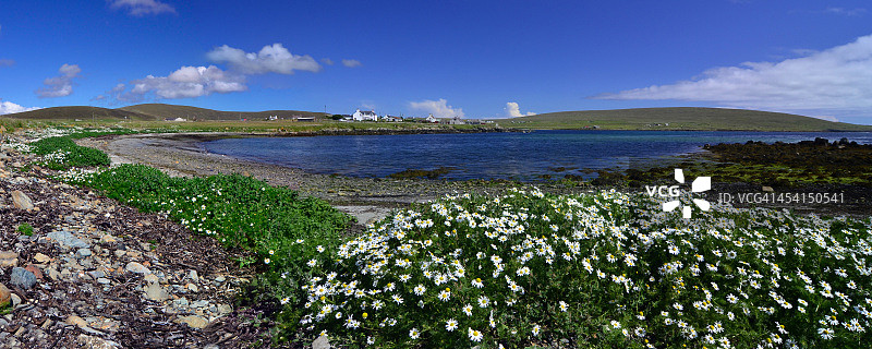 海湾沙滩上的鲜花图片素材
