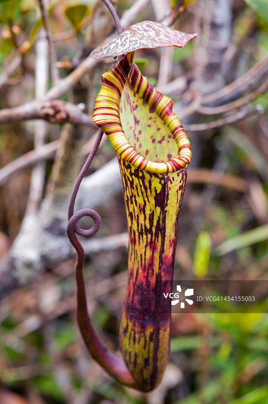猪笼草图片素材