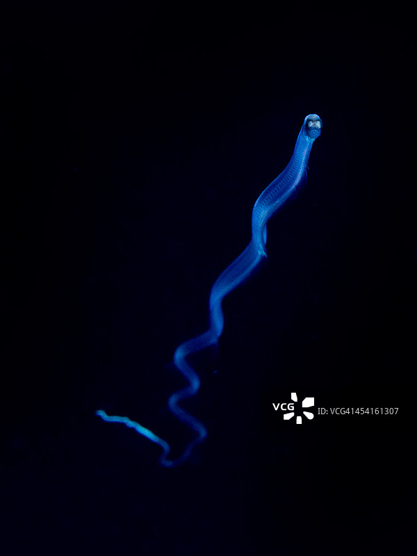 游泳的幼鳗图片素材