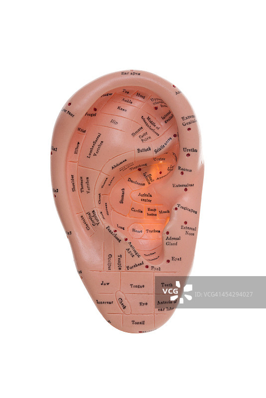 带穴位标记的人耳塑料模型图片素材