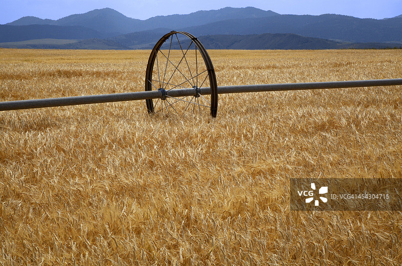 带有灌溉轮的成熟麦田图片素材