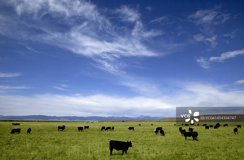 在牧场吃草的黑色安格斯奶牛图片素材