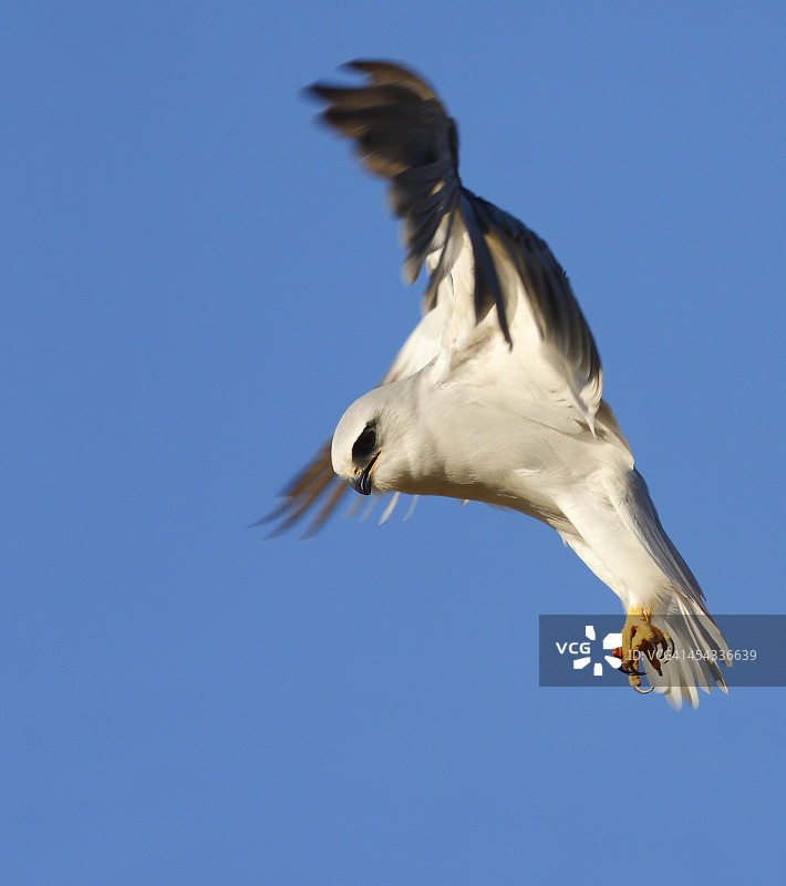黑翅鸢图片素材