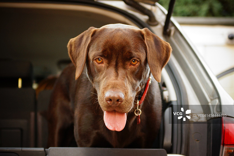 18个月大的巧克力色拉布拉多犬图片素材
