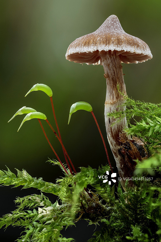 特拉蒙蛛图片素材