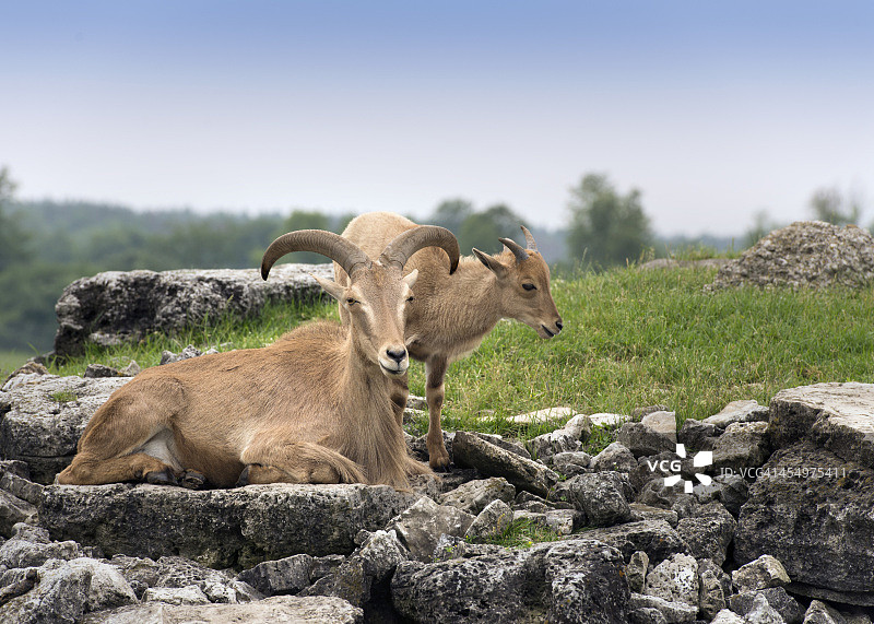 触动：母与子图片素材