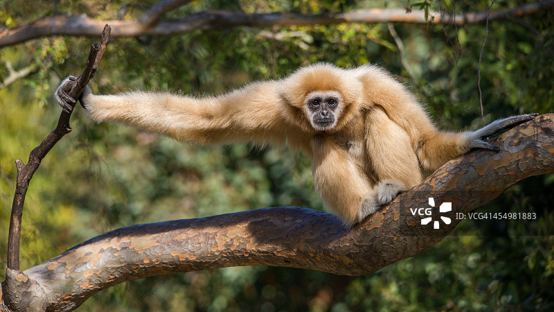 长臂猿夫人图片素材