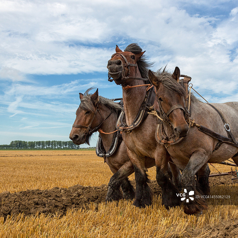 工作中挽马图片素材