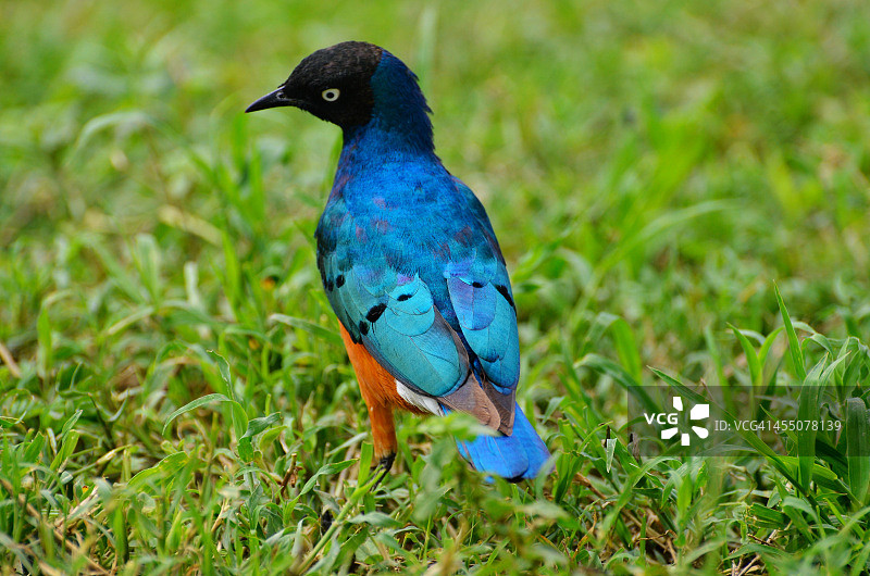 绿草地上的小蓝鸟特写图片素材