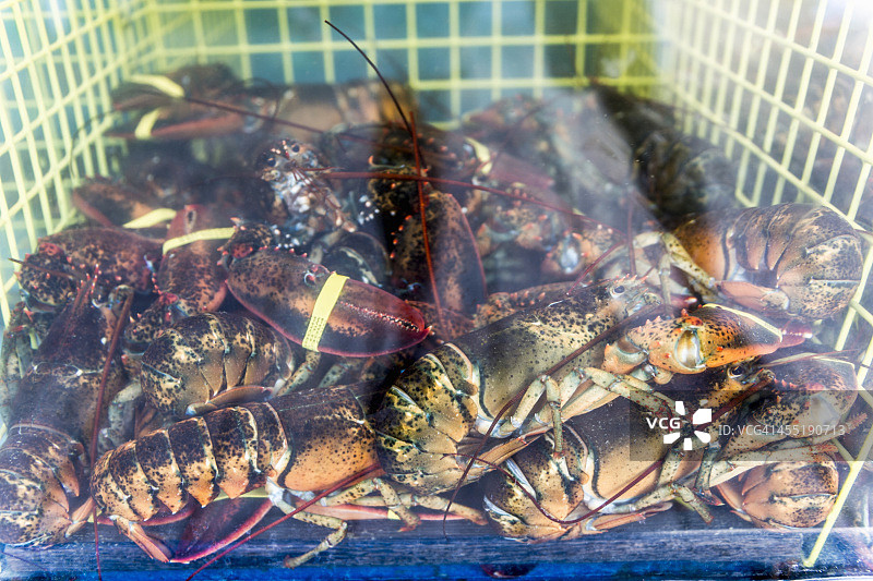 餐厅水箱中新鲜捕获的龙虾图片素材