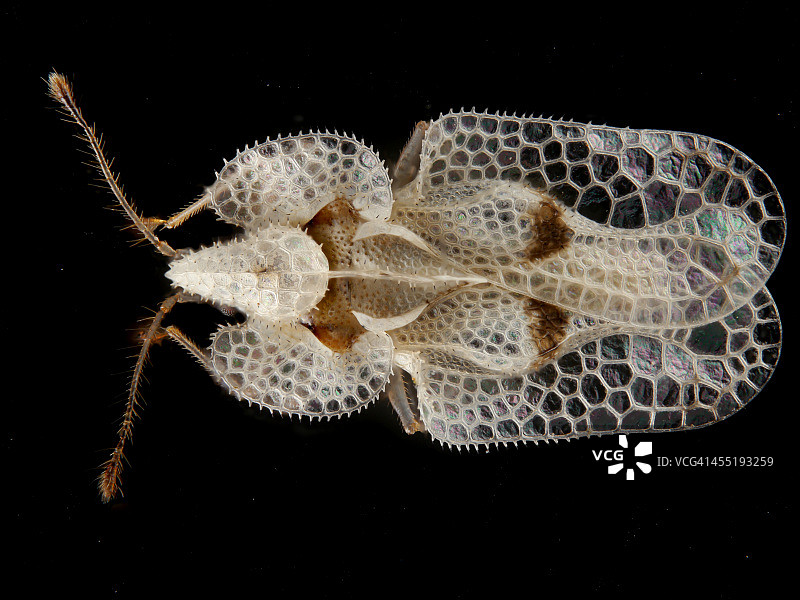 朴树网蝽图片素材