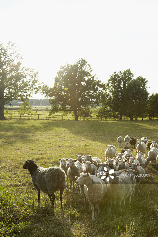 草地上的羊群图片素材
