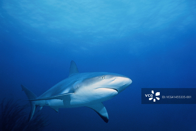 加勒比礁鲨在开阔海洋中游弋，低角度，巴哈马图片素材