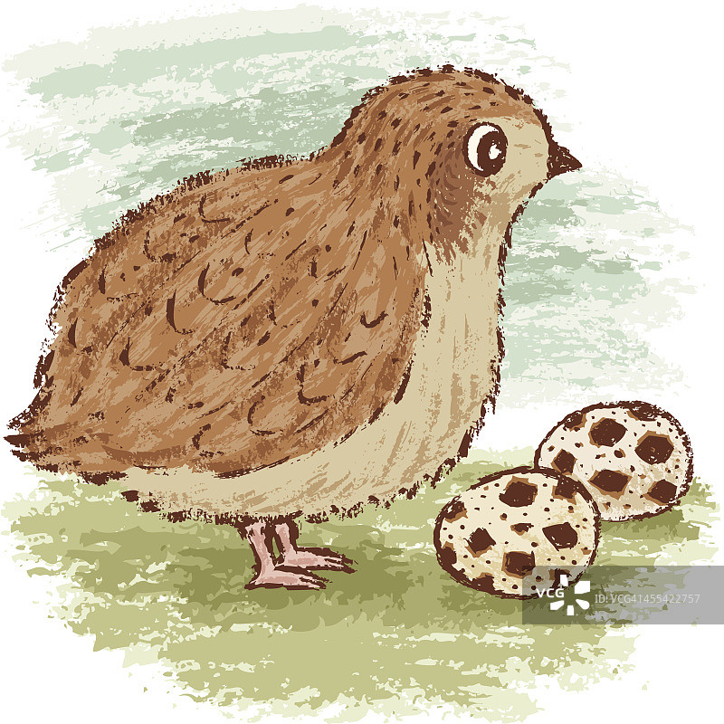 鹌鹑图片素材
