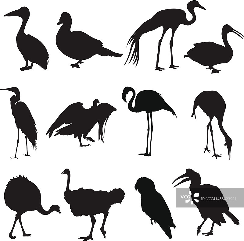 野生动物园鸟类图片素材