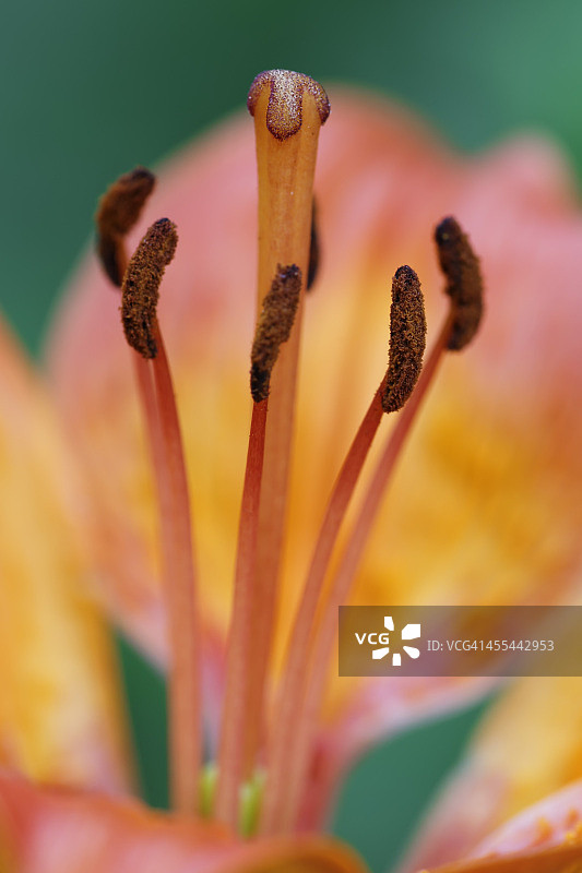 奥地利老虎百合的雌蕊特写图片素材
