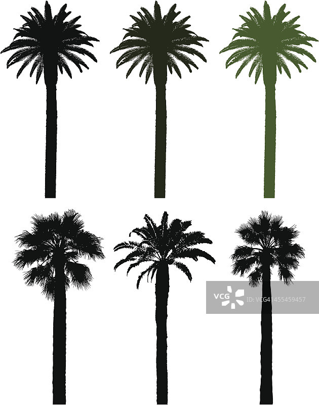 棕榈树轮廓图片素材