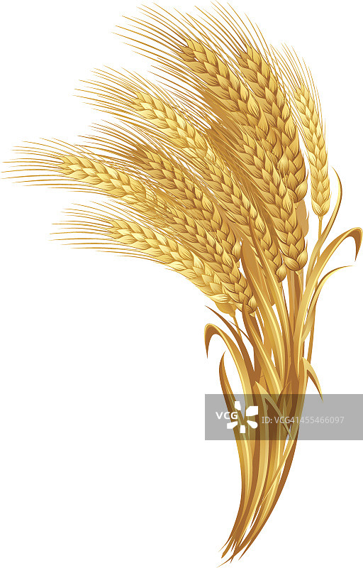 白色背景上的金色麦穗图片素材