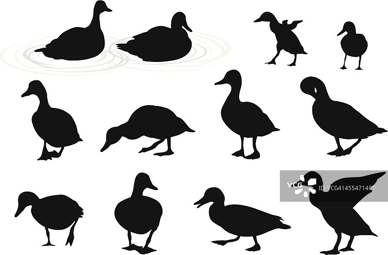 湖中鸭子矢量剪影图片素材