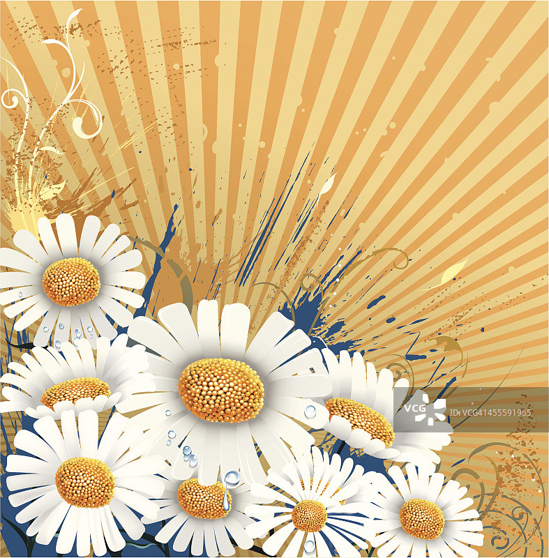 雏菊背景图片素材