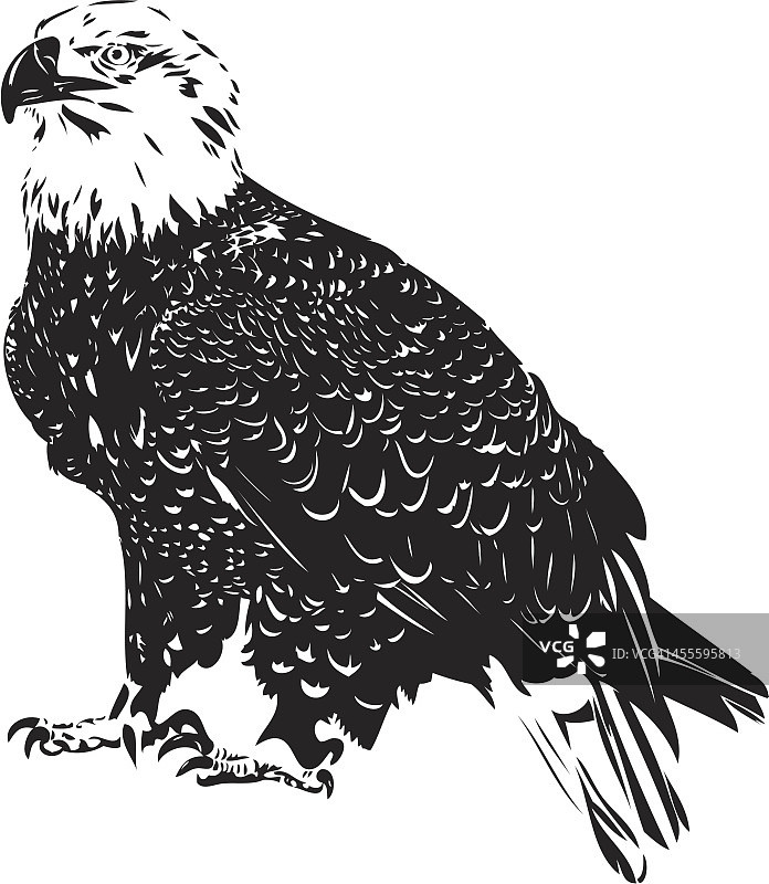老鹰黑白插画图片素材