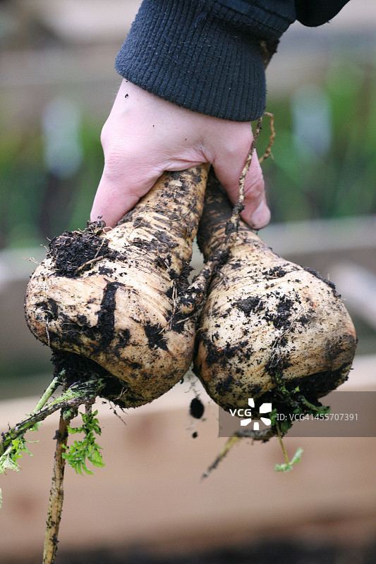 欧洲防风草图片素材