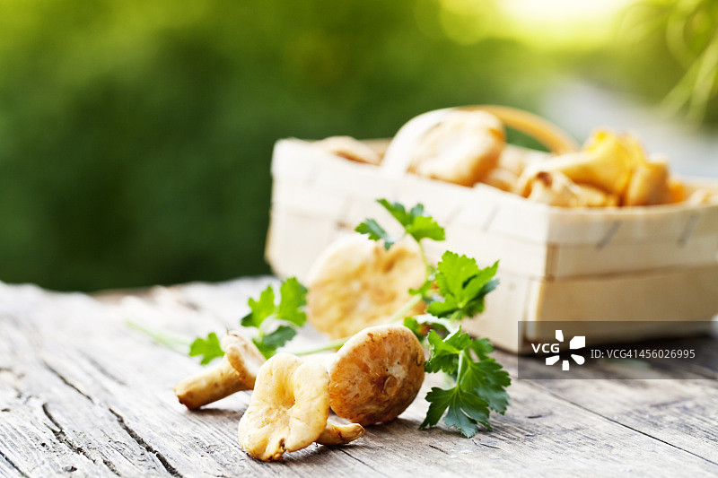 鸡油菌和欧芹图片素材