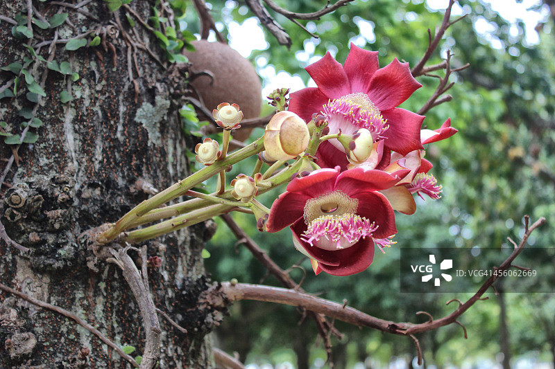 炮弹树之花图片素材