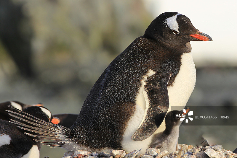 南极洲，特里尼蒂岛上的巴布亚企鹅图片素材
