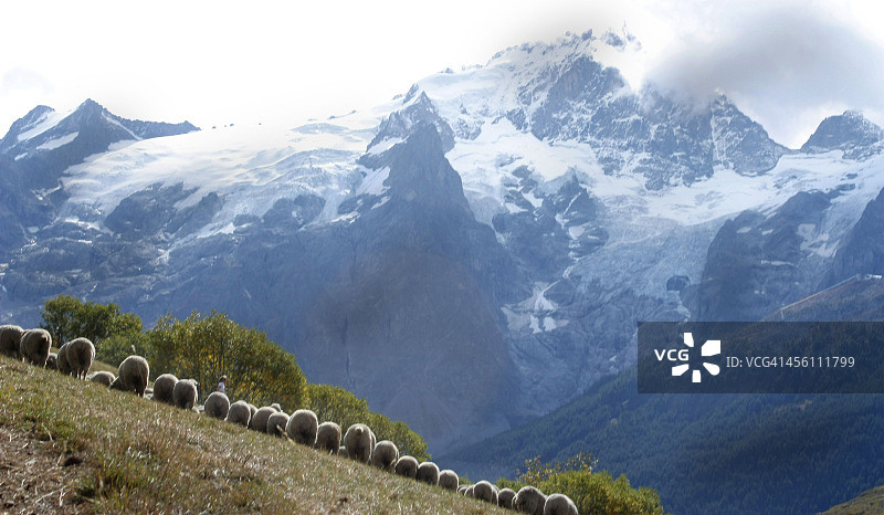 阿尔卑斯山的季节性游牧图片素材