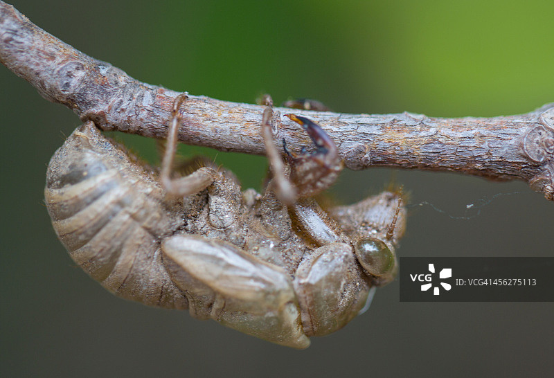 法国拉瓦杜蝉的遗骸图片素材