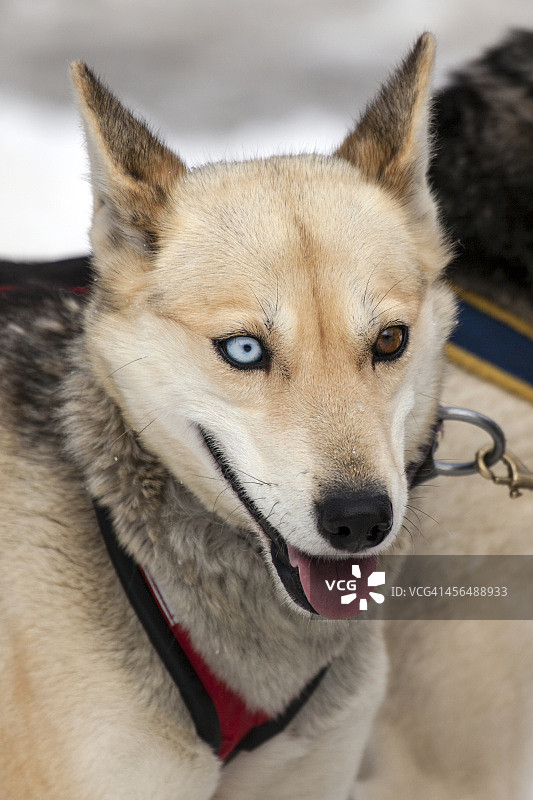 艾迪塔罗德雪橇犬的肖像图片素材