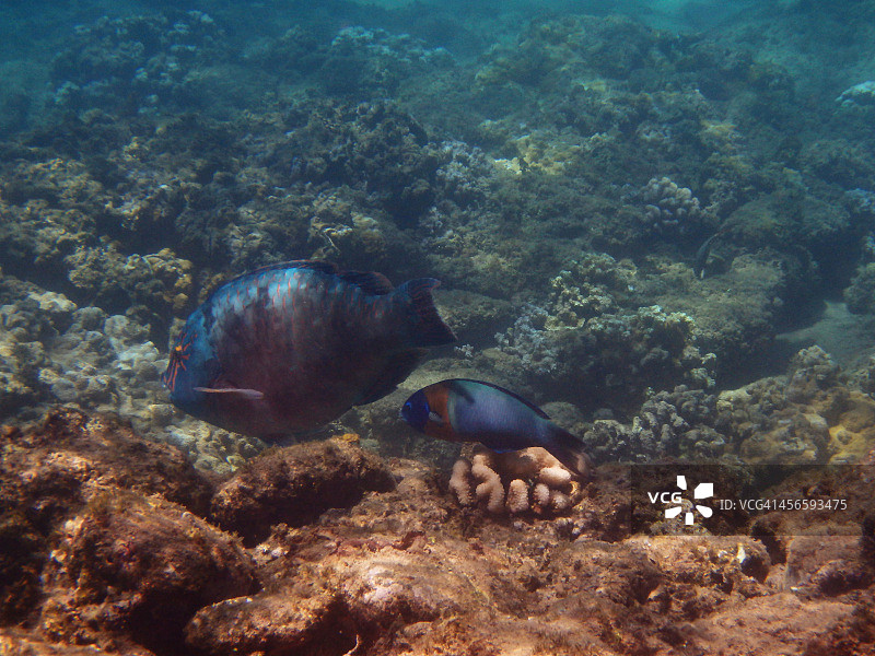 鱼类朋友图片素材