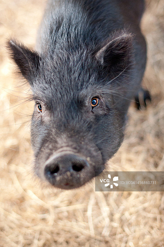 黑色矮脚小猪图片素材
