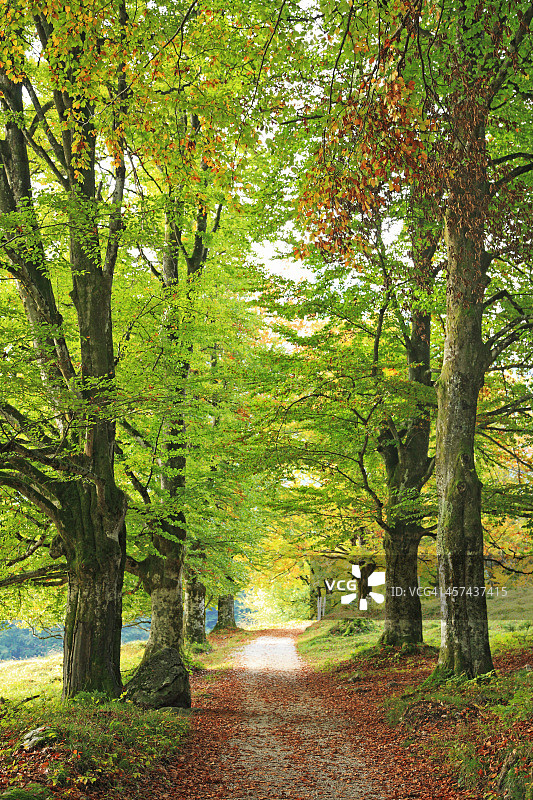德国森林中的小路图片素材