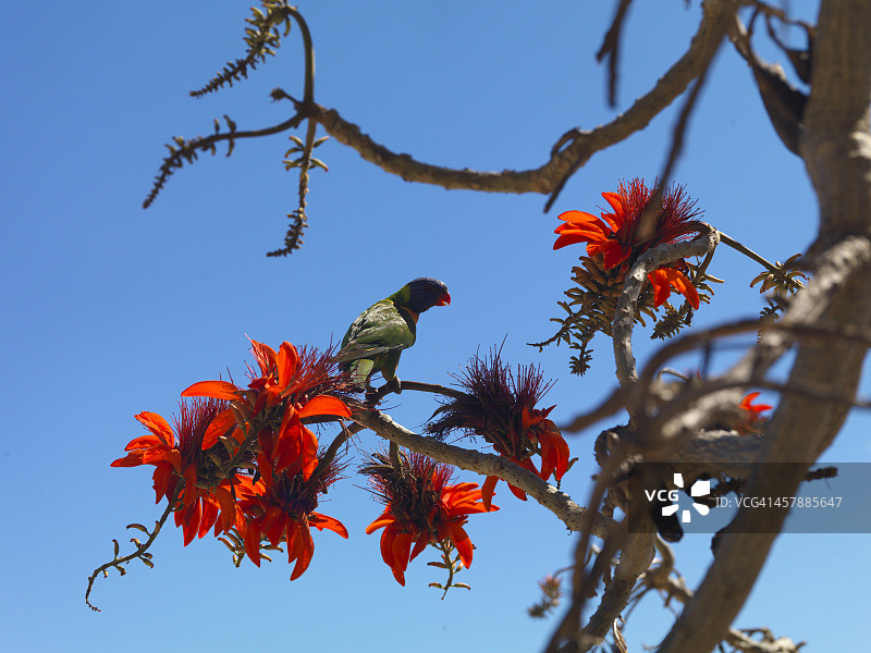 汉密尔顿岛图片素材