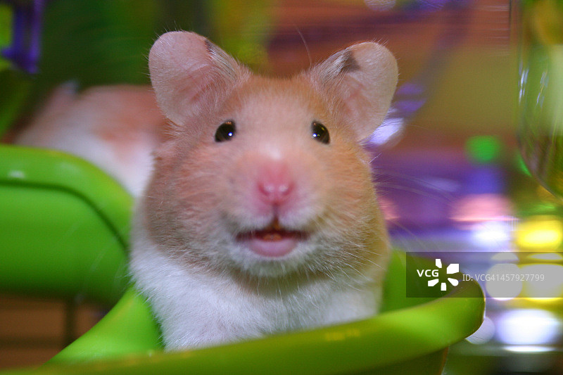 快乐的仓鼠图片素材