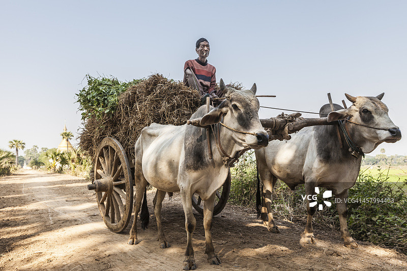 男子在缅甸曼德勒因瓦的土路上驾驶牛车图片素材