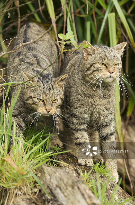 两只苏格兰野猫图片素材