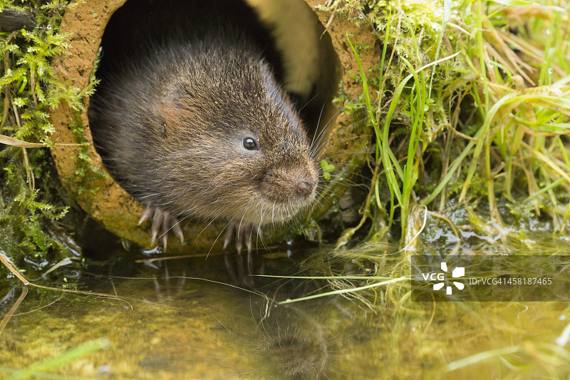 水鼠从管道里向外看图片素材